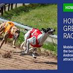 how to bet on dog racing strategy